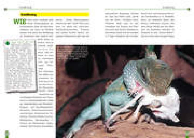 Preview: Die Grüne Wasseragame